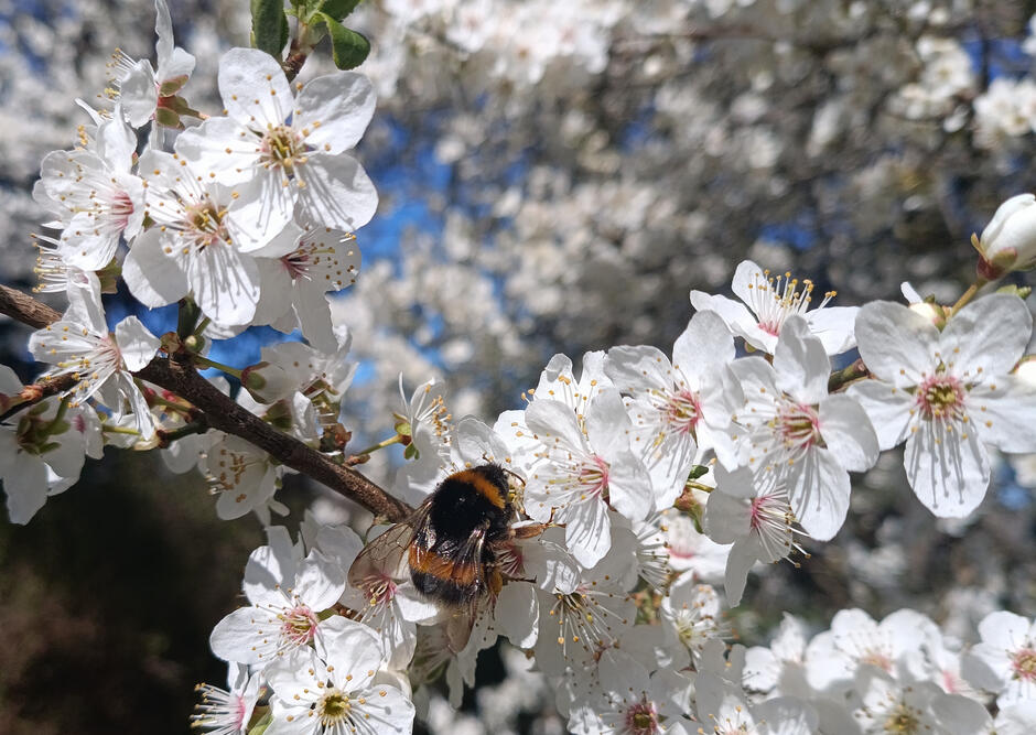 Systemisches Coaching in Stralsund – Klarheit und neue Wege Hummel auf weißen Blüten im Sonnenlicht als Sinnbild für Entwicklung, neue Perspektiven und persönliche Veränderung im Coaching.