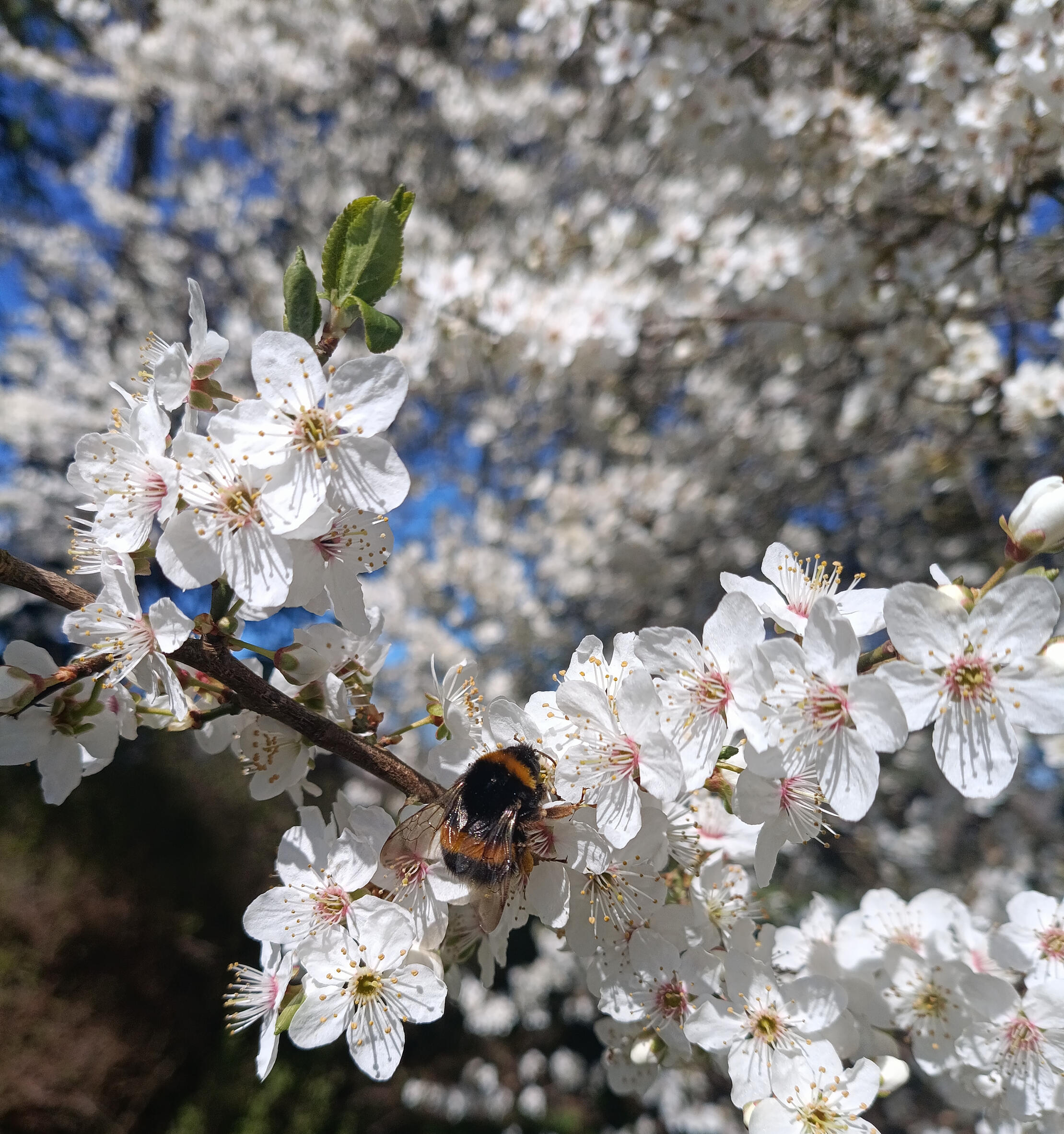 Systemisches Coaching in Stralsund – neue Perspektiven entwickeln Hummel auf weißen Blüten im Sonnenlicht als Sinnbild für Wachstum, Veränderung und neue Perspektiven im systemischen Coaching in Stralsund.